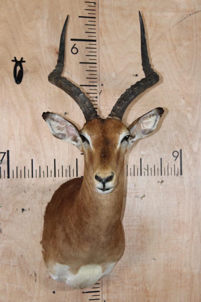 IMPALA Shoulder Mount (1 of 7)