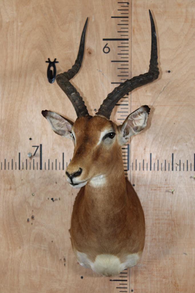 IMPALA Shoulder Mount - 2