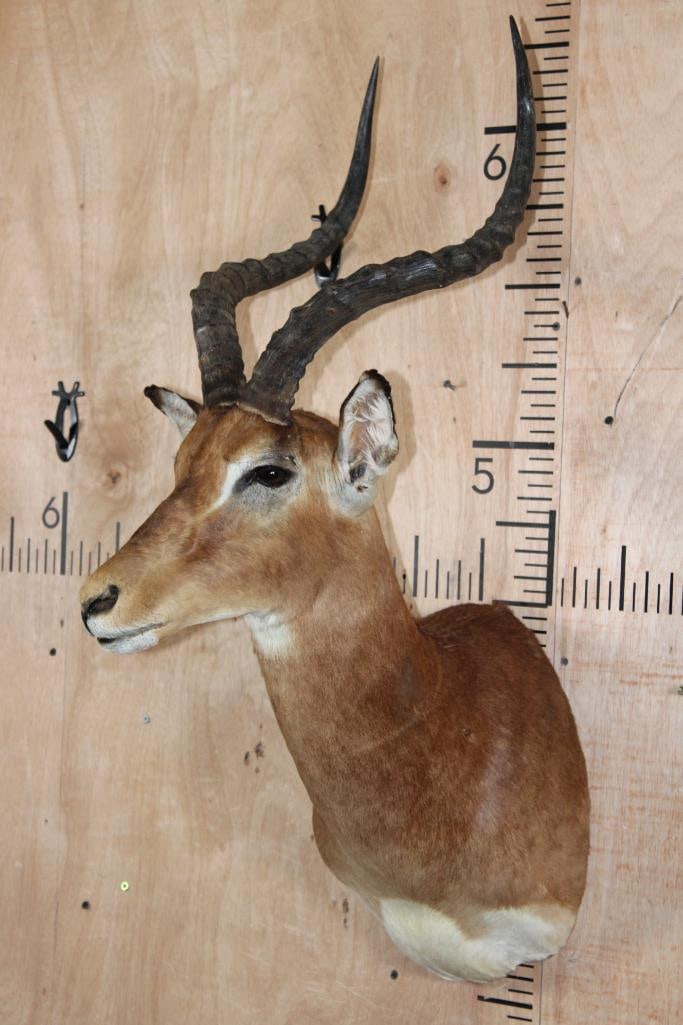 IMPALA Shoulder Mount - 3