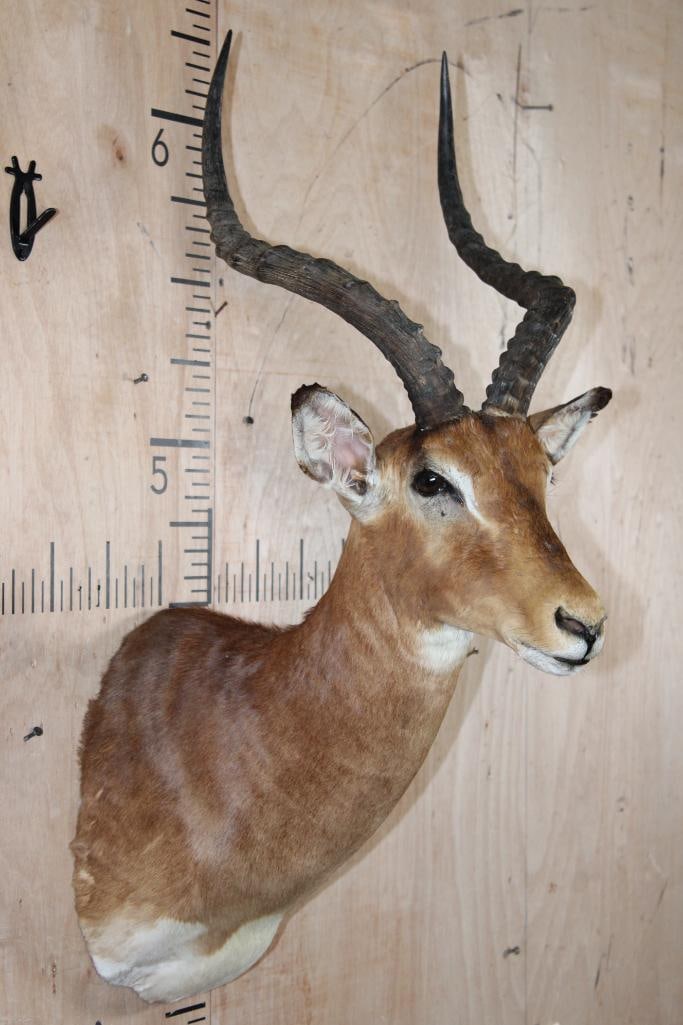 IMPALA Shoulder Mount - 4