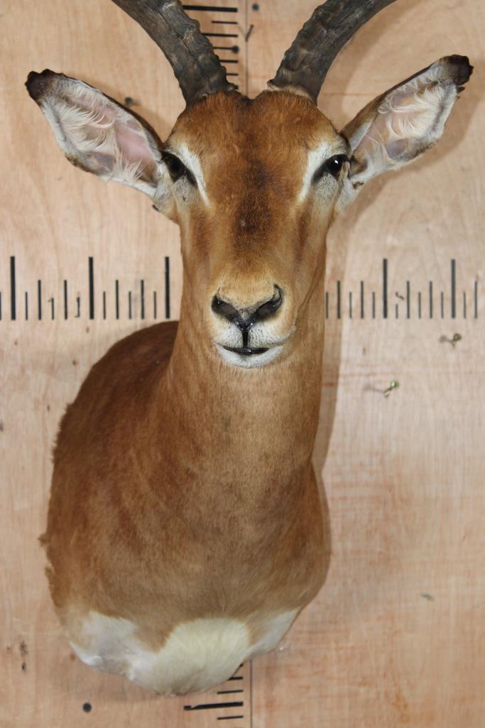 IMPALA Shoulder Mount - 5