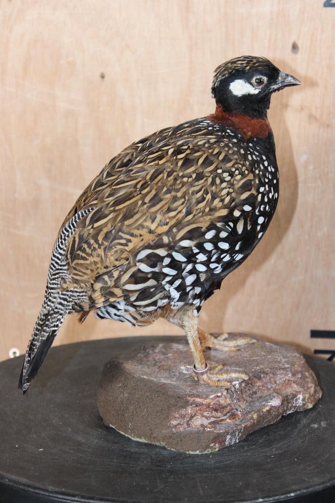 BLACK FRANCOLIN Bird on a Lightweight Foam Base: Very Nice life-sized BLACK FRANCOLIN Bird on a Lightweight Foam Base. It measures 9" Long x 6" Wide x 9.5" Tall and is in Good Condition. TAXIDERMY 