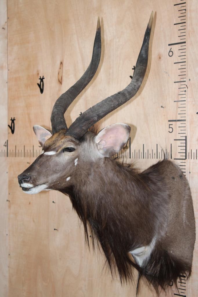 NYALA Shoulder Mount - 2