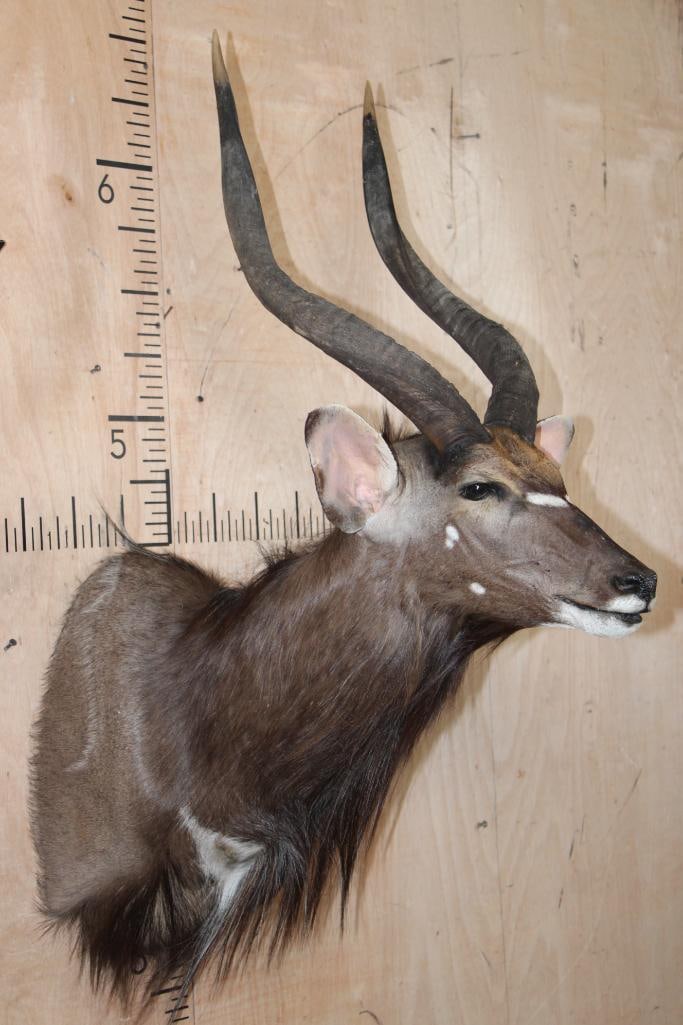 NYALA Shoulder Mount - 3