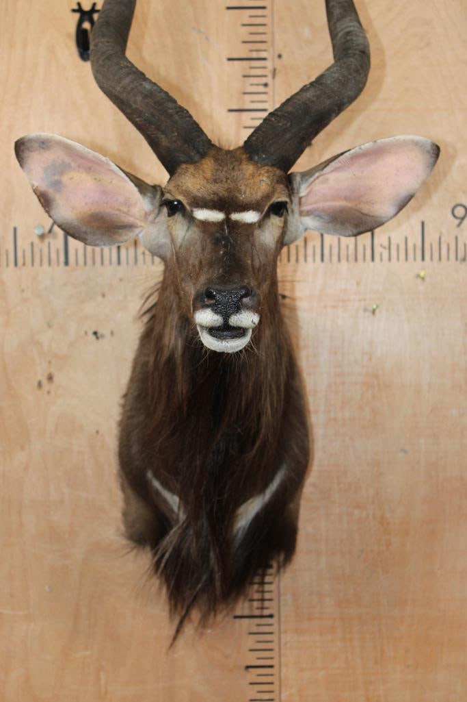 NYALA Shoulder Mount - 4