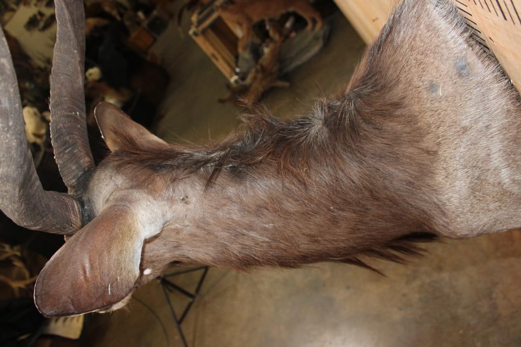 NYALA Shoulder Mount - 5