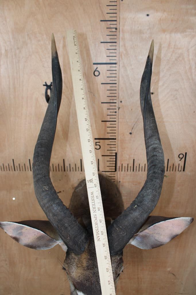 NYALA Shoulder Mount - 6