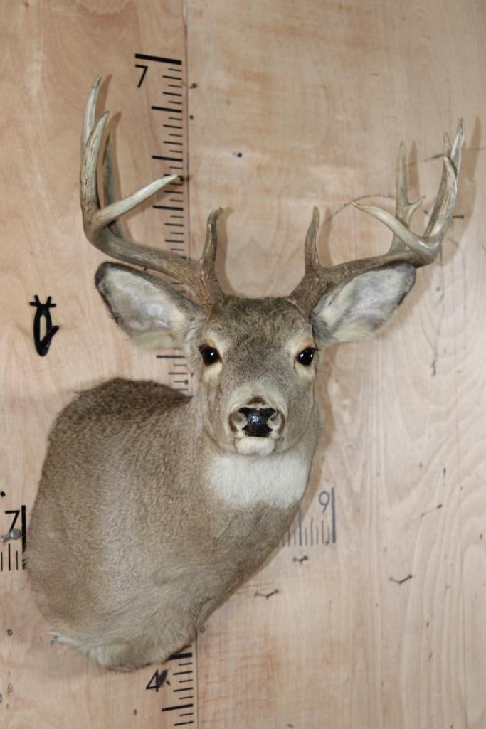 12-Point WHITETAIL DEER Shoulder Mount (1 of 7)