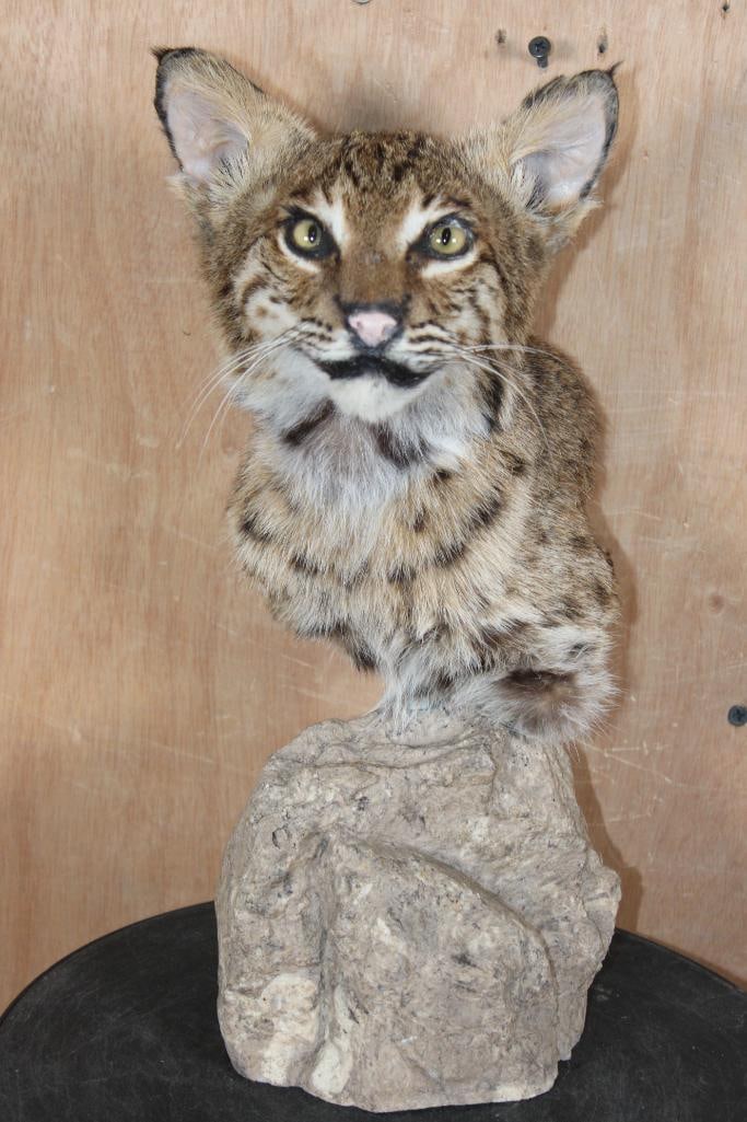 BOBCAT Table Pedestal: BOBCAT Table Pedestal. It measures 7.5" Long x 6.5" Wide x 14.5" Tall. This is a Nice older mount in Good Condition. TAXIDERMY 