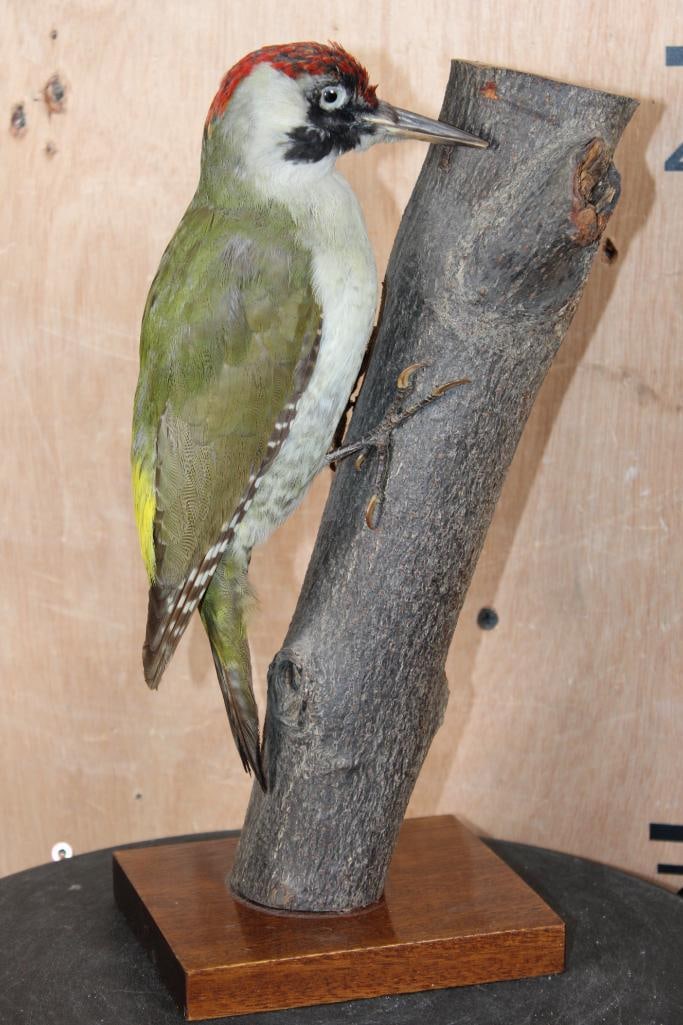 EUROPEAN GREEN WOODPECKER Perched on a Wood Branch Base: *Rarely Seen* Beautiful EUROPEAN GREEN WOODPECKER. It is perched on a Branch and Wood Plaque Base. It measures 6.5" Long x 4.75" Wide x 12.5" Tall and is in Good Condition. TAXIDERMY BIRDS 