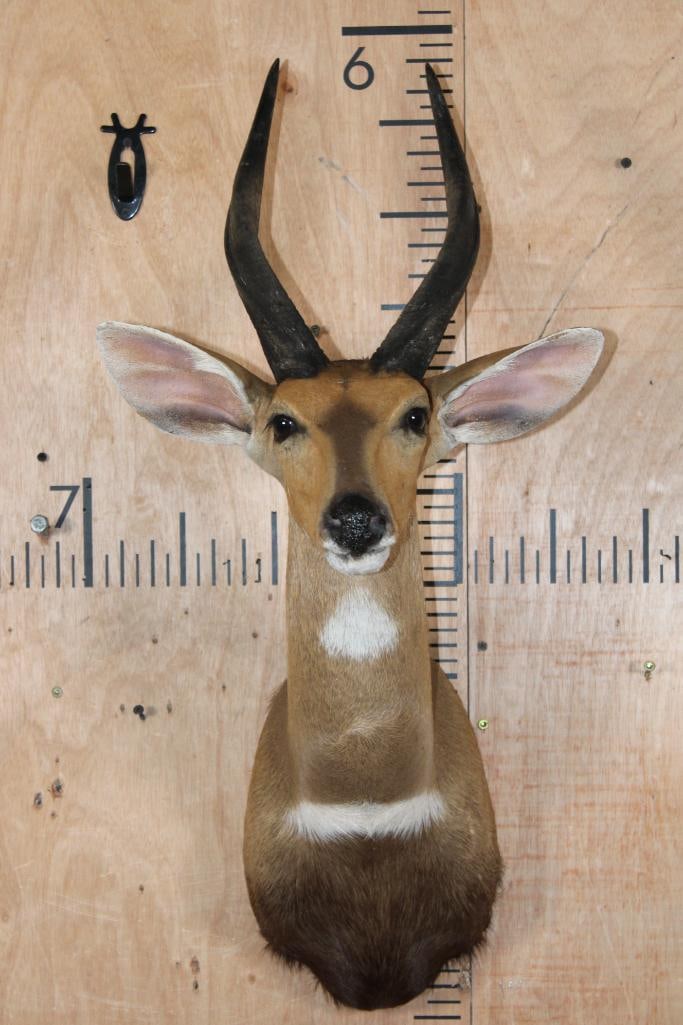 BUSHBUCK Shoulder Mount: Very Nice, Clean, and Newer BUSHBUCK Shoulder Mount. It is in Very Good Condition. TAXIDERMY 
