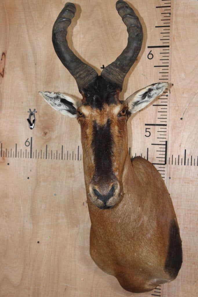 RED HARTEBEEST Shoulder Mount (1 of 6)