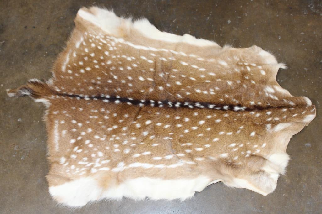 AXIS DEER Hide: Nice and Clean AXIS DEER Hide. It measures 46" Long x 33" Wide and is in Good Condition. TAXIDERMY HIDES 