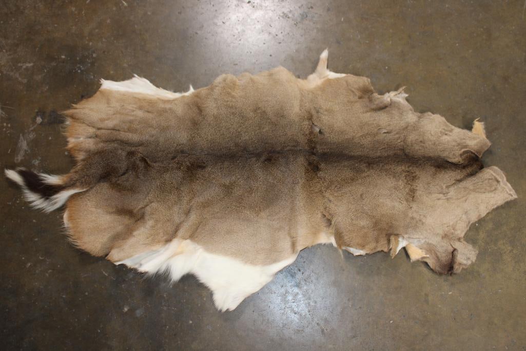 WHITETAIL DEER Hide: Nice WHITETAIL DEER Hide in Good Condition. TAXIDERMY HIDES 