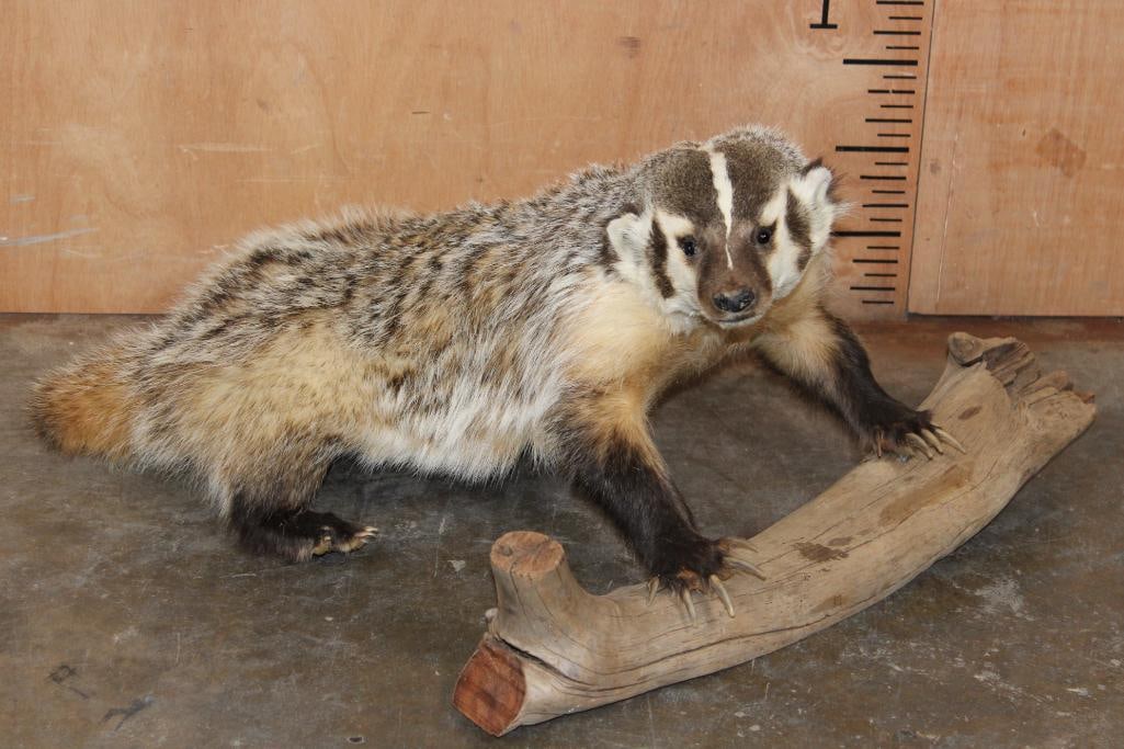 Life-sized North American BADGER on a Driftwood Base: Adorable Life-sized North American BADGER on a Driftwood Base. It measures 26" Long x 24" Wide x 13" Tall. This is an older mount in Good Condition. TAXIDERMY 