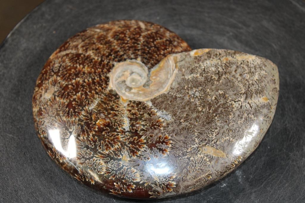 Big Whole Sutured and Polished AMMONITE Fossil from Madagascar - 2