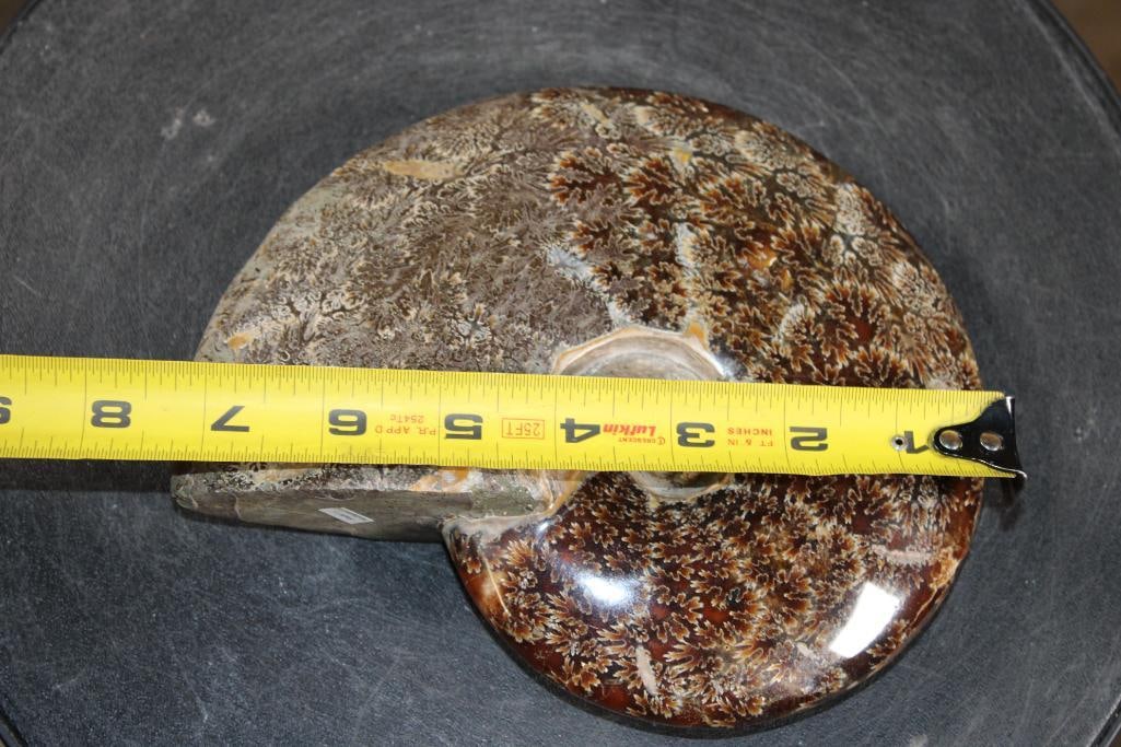Big Whole Sutured and Polished AMMONITE Fossil from Madagascar - 3