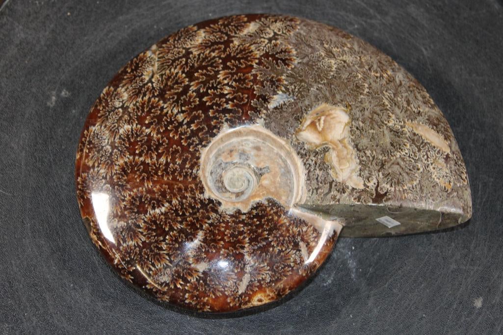 Big Whole Sutured and Polished AMMONITE Fossil from Madagascar - 5