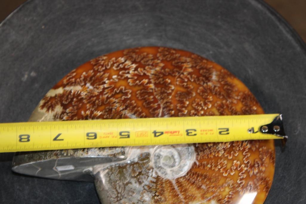Big Whole Sutured and Polished AMMONITE Fossil from Madagascar - 3