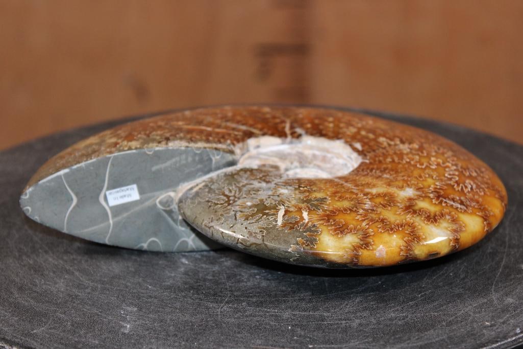 Big Whole Sutured and Polished AMMONITE Fossil from Madagascar - 4