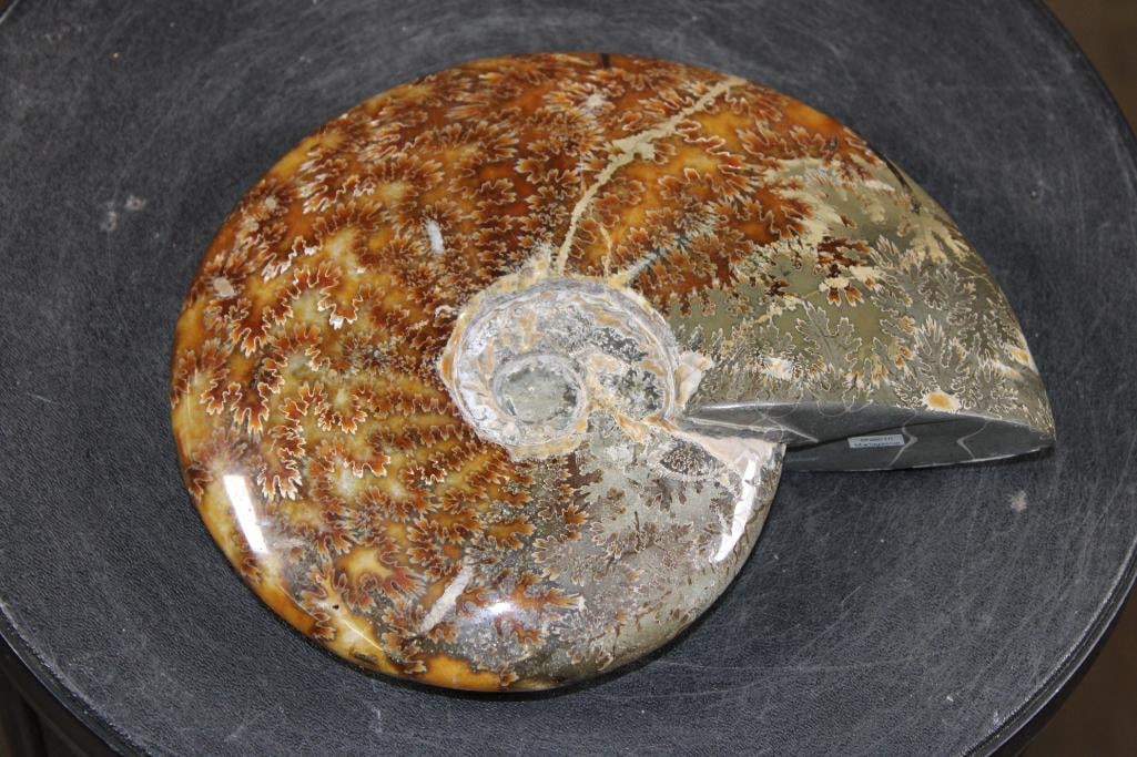 Big Whole Sutured and Polished AMMONITE Fossil from Madagascar - 5