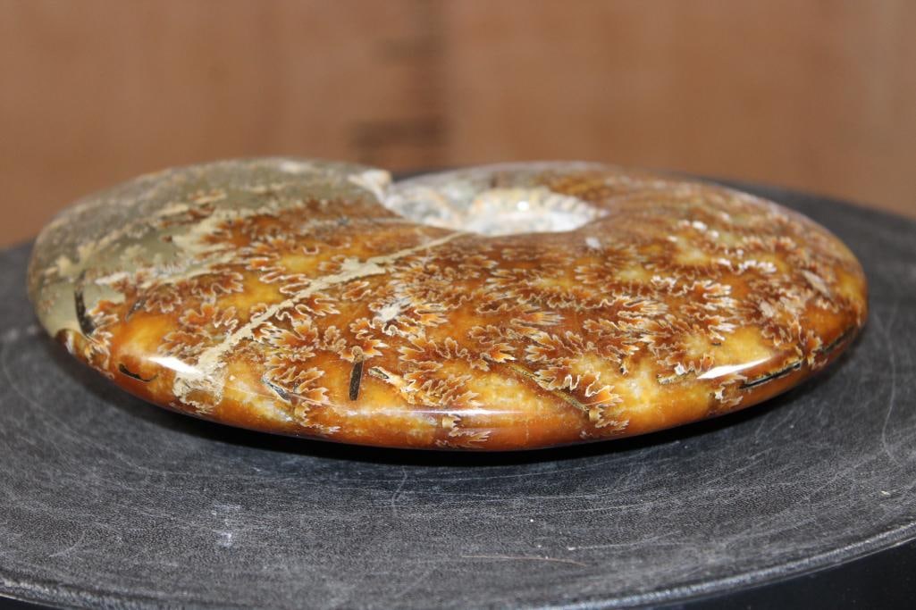 Big Whole Sutured and Polished AMMONITE Fossil from Madagascar - 6