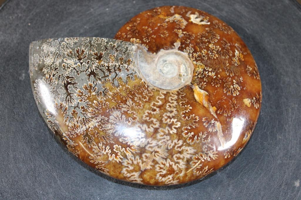 Big Whole Sutured and Polished AMMONITE Fossil from Madagascar - 2