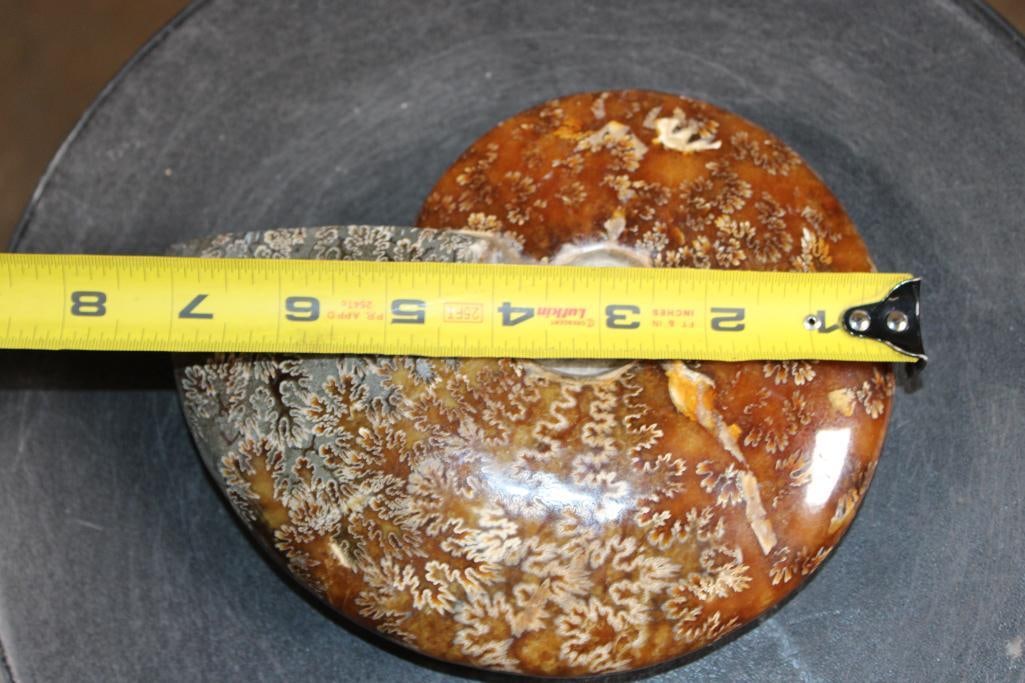 Big Whole Sutured and Polished AMMONITE Fossil from Madagascar - 3