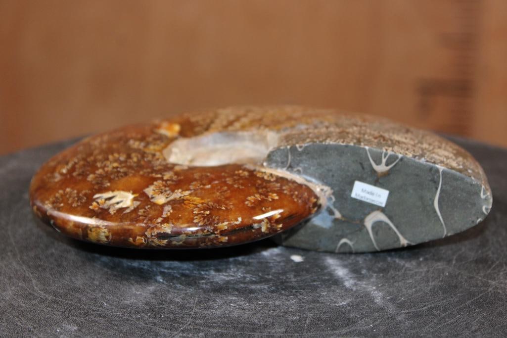 Big Whole Sutured and Polished AMMONITE Fossil from Madagascar - 4