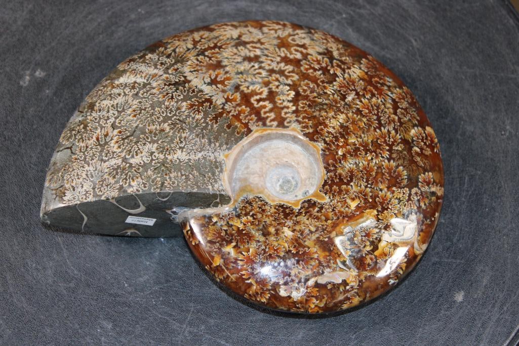 Big Whole Sutured and Polished AMMONITE Fossil from Madagascar - 5