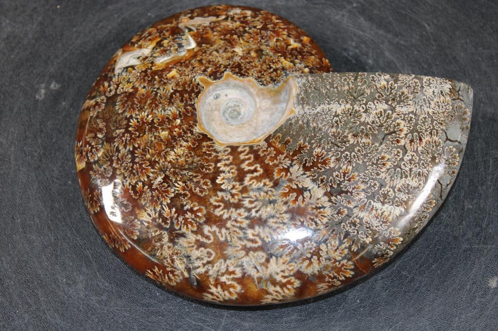 Big Whole Sutured and Polished AMMONITE Fossil from Madagascar - 6