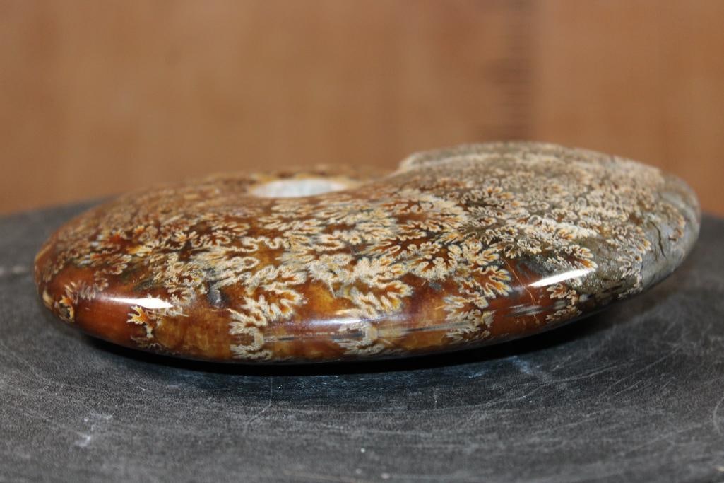 Big Whole Sutured and Polished AMMONITE Fossil from Madagascar - 7