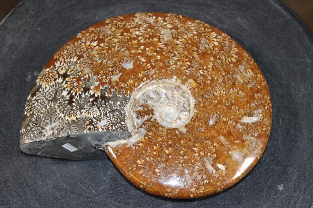 XL Whole Sutured and Polished AMMONITE Fossil from Madagascar: XL Whole Sutured and Polished AMMONITE Fossil from Madagascar. It measures 8.25" Long x 6 7/8" Wide x 1.75" Thick and Weighs 3.6 lbs. This species of Ammonite is known for its distinct, fern-like