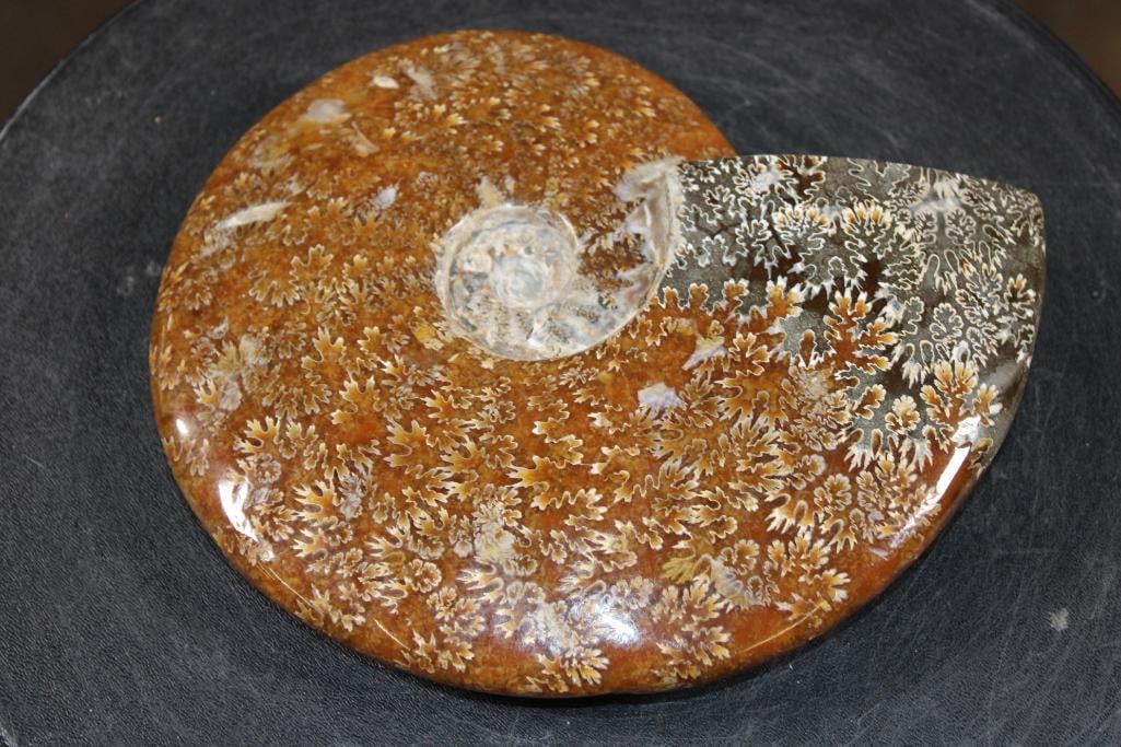 XL Whole Sutured and Polished AMMONITE Fossil from Madagascar - 2