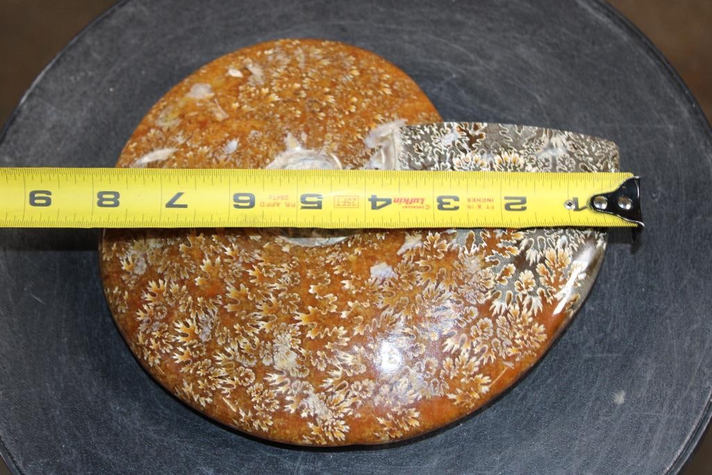 XL Whole Sutured and Polished AMMONITE Fossil from Madagascar - 3