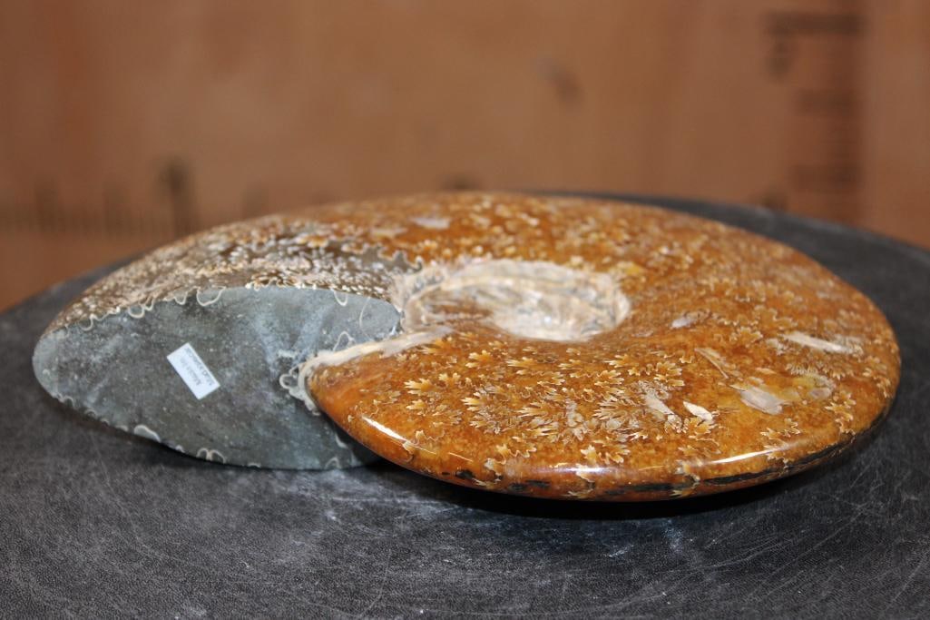 XL Whole Sutured and Polished AMMONITE Fossil from Madagascar - 4