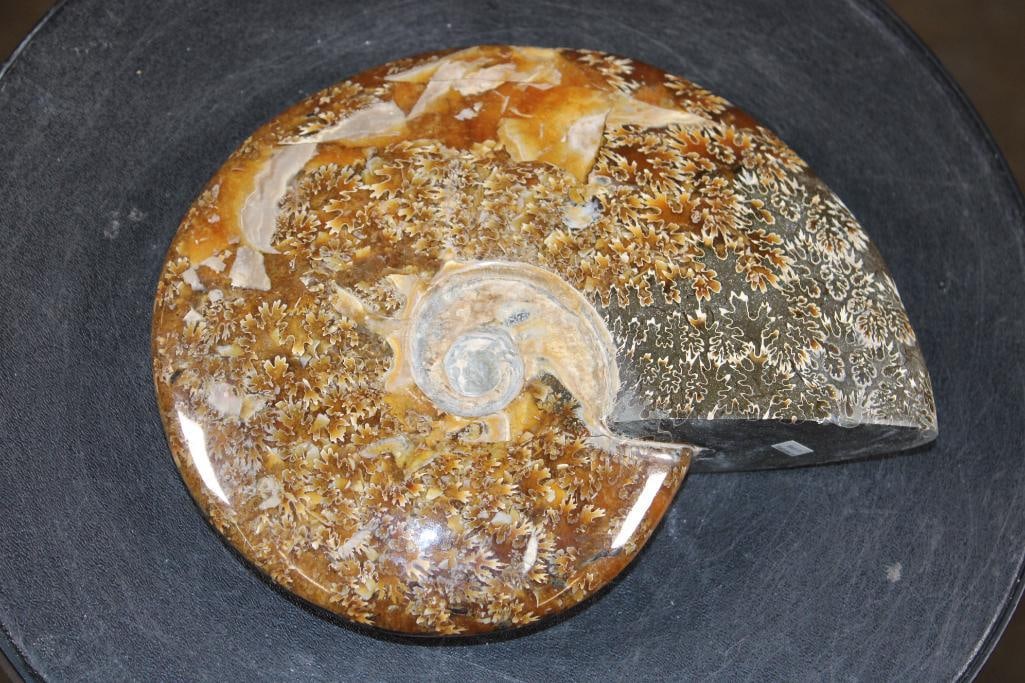 XL Whole Sutured and Polished AMMONITE Fossil from Madagascar - 5