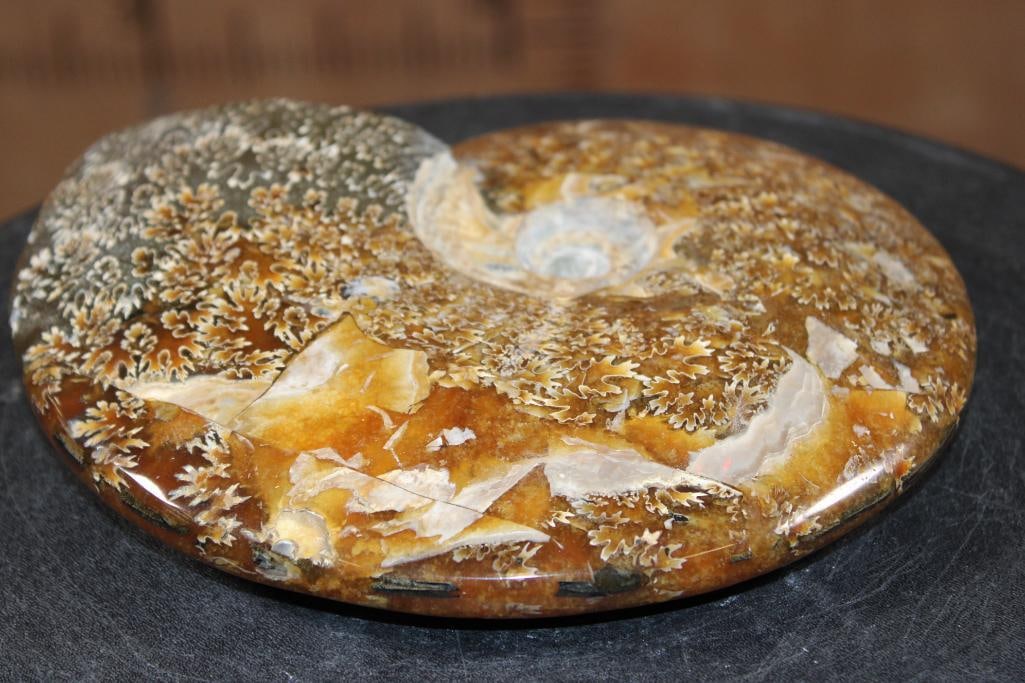 XL Whole Sutured and Polished AMMONITE Fossil from Madagascar - 6