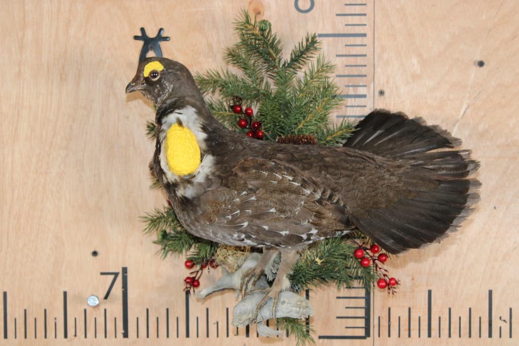 SOOTY BLUE GROUSE on a Decorative Wood Wall Hanging Base: Very Nice Life-sized SOOTY BLUE GROUSE. It is perched on a decorative Wall Hanging Base. It measures 15" Tall x 15" Wide x 10" Depth (from the wall). The male in its display plumage features a yellow