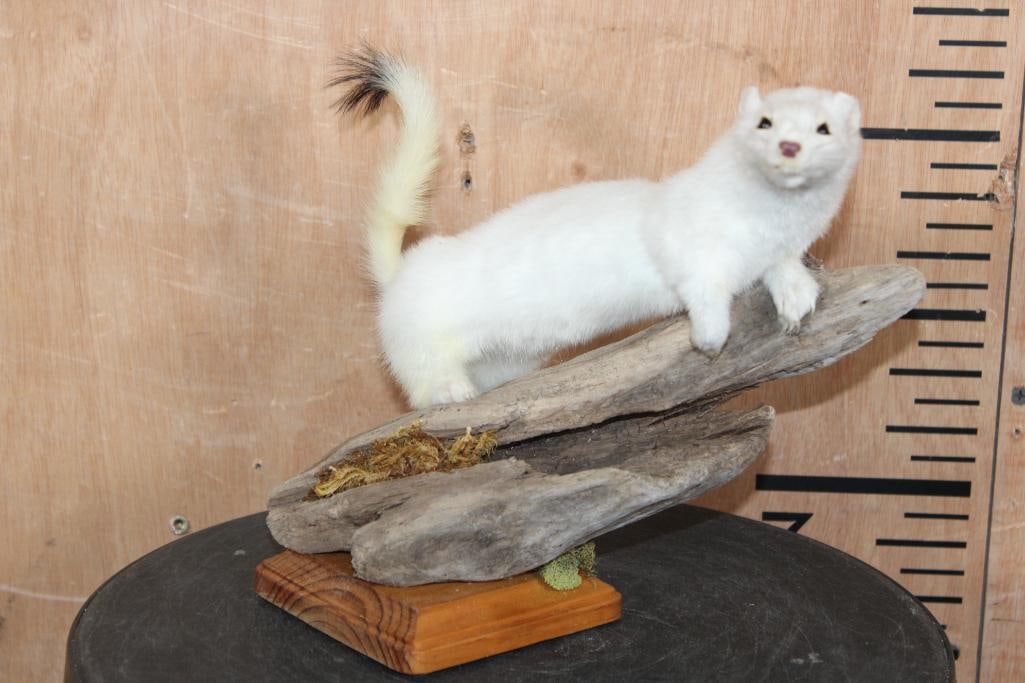 Life-sized ERMINE on a Log and Wood Plaque Base: Very Nice and Clean Life-sized ERMINE or WEASEL on a Log and Wood Plaque Base. This adorable little guy measures 9" Long x 7" Wide x 8.5" Tall and is in Very Good Condition. TAXIDERMY 