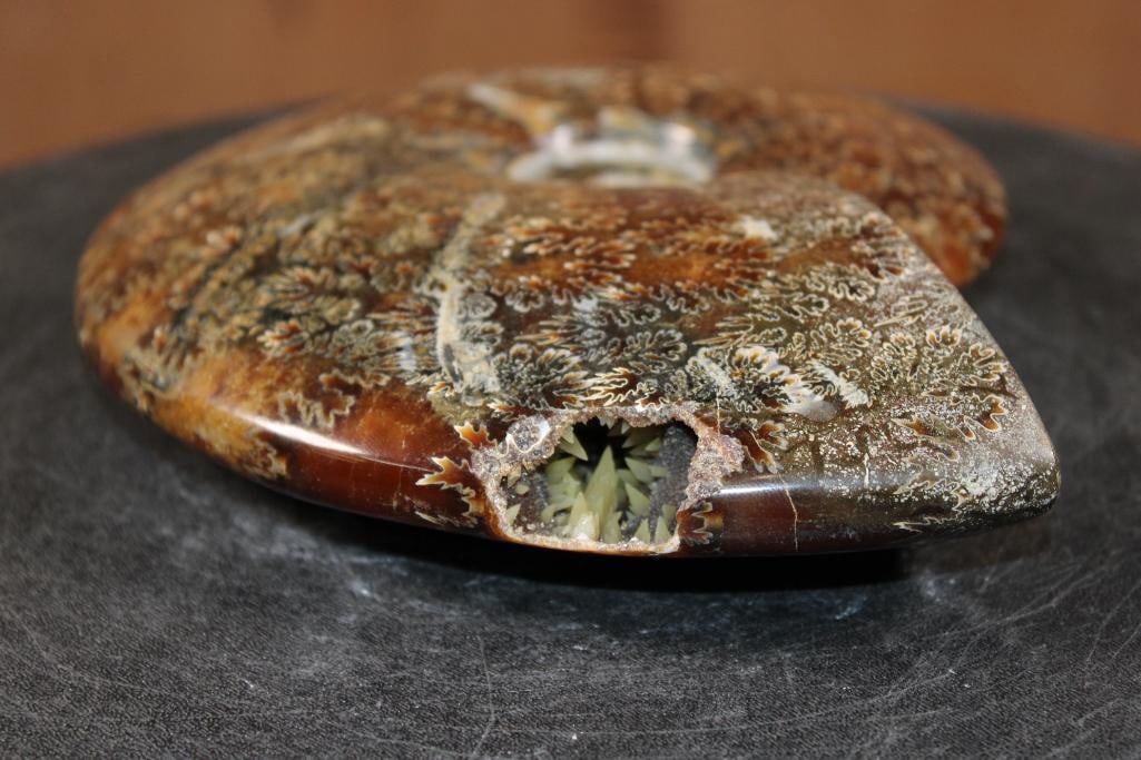 Big Whole Sutured and Polished AMMONITE Fossil with a Crystal Cave! - 2