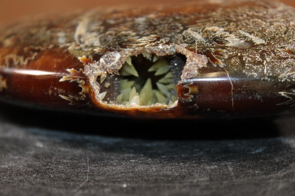 Big Whole Sutured and Polished AMMONITE Fossil with a Crystal Cave! - 3
