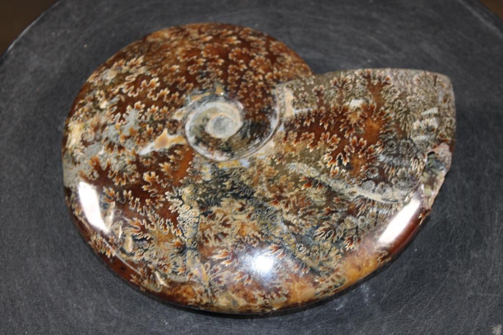 Big Whole Sutured and Polished AMMONITE Fossil with a Crystal Cave! - 4