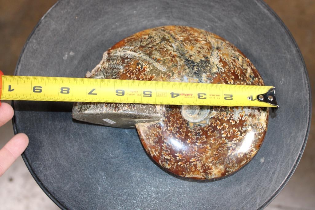 Big Whole Sutured and Polished AMMONITE Fossil with a Crystal Cave! - 5