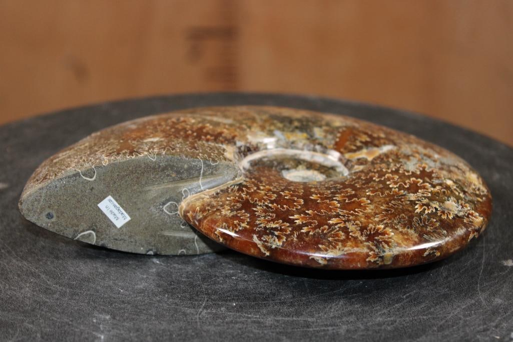 Big Whole Sutured and Polished AMMONITE Fossil with a Crystal Cave! - 6