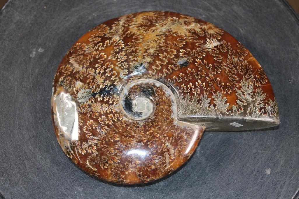 Big Whole Sutured and Polished AMMONITE Fossil with a Crystal Cave! - 7