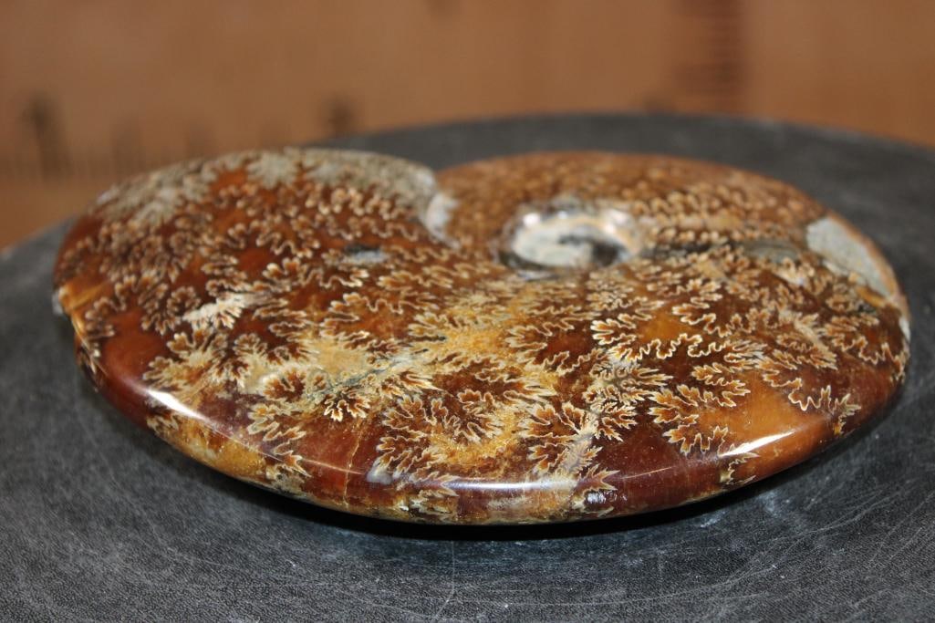 Big Whole Sutured and Polished AMMONITE Fossil with a Crystal Cave! - 8