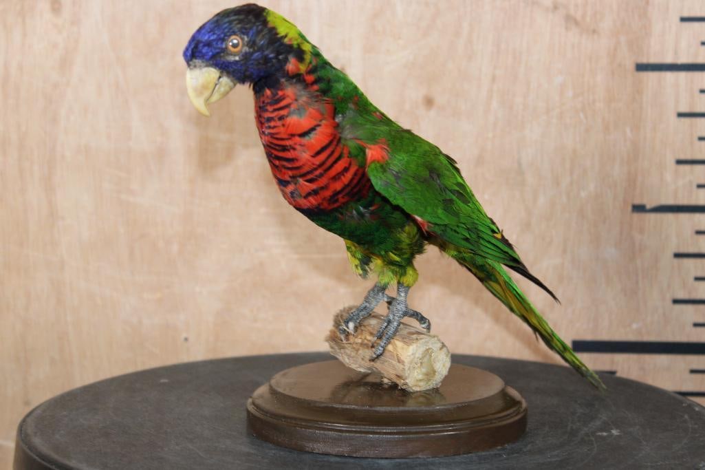 COCONUT LORIKEET Perched on a Branch and Wood Plaque Base: Beautiful Life-sized COCONUT LORIKEET. It is perched on a branch and wood plaque base, the mount measures 10" Long x 5" Wide x 7" Tall. The Coconut Lorikeet is native to Indonesia and New Guinea.
