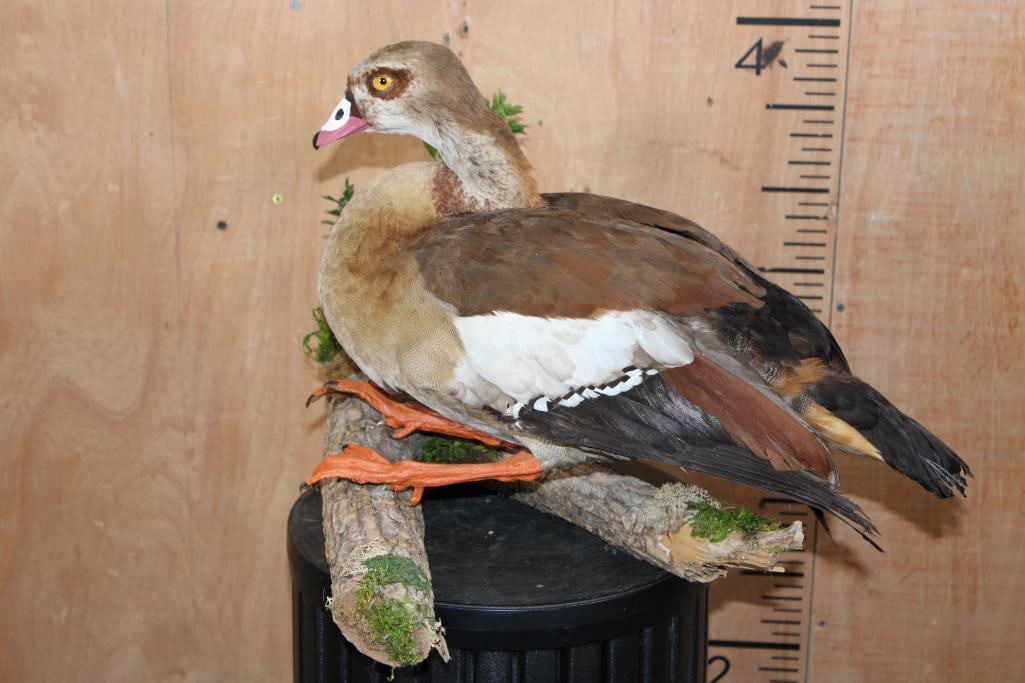 EGYPTIAN GOOSE Mounted on a Decorative Log Base - 2