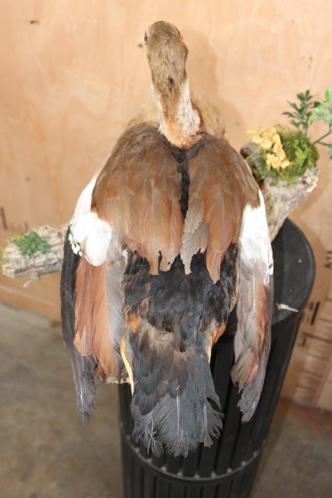 EGYPTIAN GOOSE Mounted on a Decorative Log Base - 4